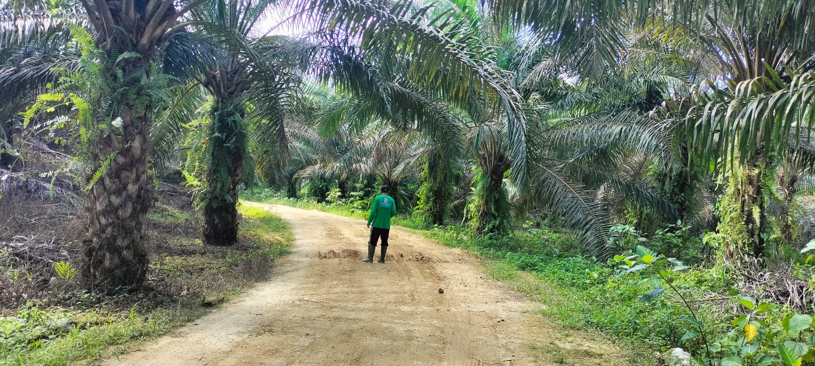Kelapa Sawit