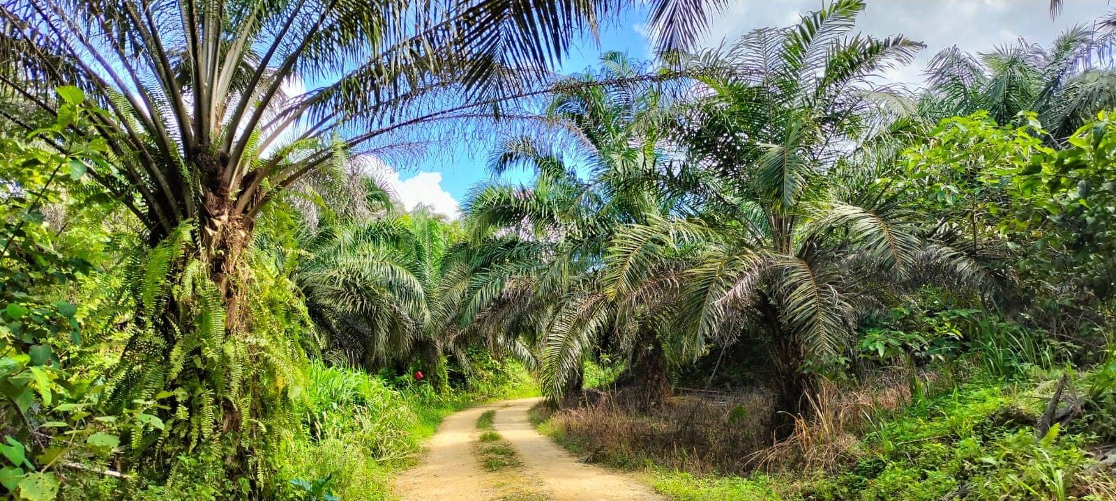 Kampung Batu Putih
